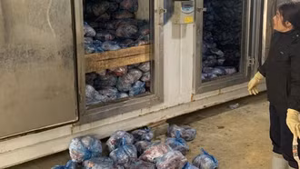 Phát hiện 40 tấn thịt lợn nhiễm dịch bệnh nguy hiểm, có khả năng lây lan cao