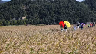 Hàn Quốc gia hạn thí điểm cấp visa du lịch theo đoàn đối với Việt Nam