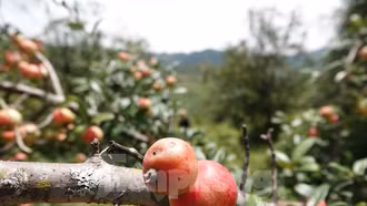 Lên Mù Cang Chải hái sơn tra cùng đồng bào Mông