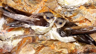 Tổ yến Việt Nam lần đầu tiên xuất khẩu chính ngạch sang Trung Quốc