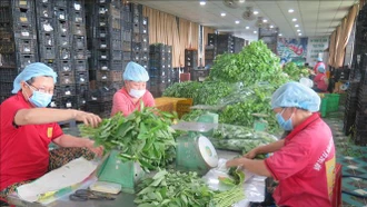 Hoàn thiện cơ chế, chính sách thúc đẩy phát triển kinh tế tập thể, hợp tác xã