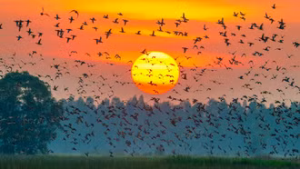 Về Đồng Tháp ngắm "Bình minh Tràm chim"