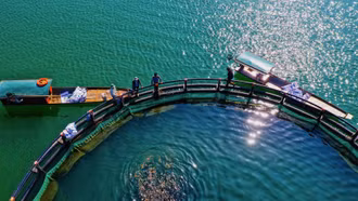 Cận cảnh nuôi cá lồng ở hồ nhân tạo lớn nhất Đông Nam Á