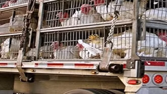 Vận chuyển trái phép gia cầm vào Việt Nam, Thủ tướng yêu cầu xử lý nghiêm