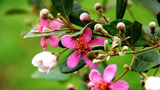 Lãng mạn sắc tím hoa sim ở Mỹ Sơn