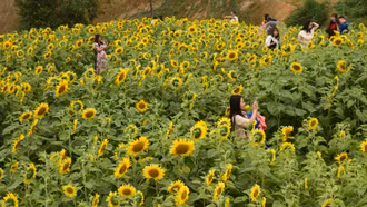 Vườn hoa hướng dương hút khách