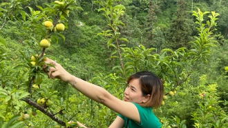 Thành công từ trồng mận địa phương