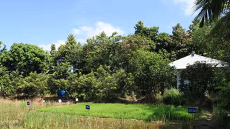 Thăm "viện lúa" có một không hai trên thế giới