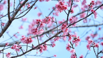 Pá Khoang rực hồng mùa hoa anh đào