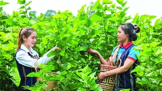 Khát khao đưa tơ lụa Việt Nam xứng tầm thế giới
