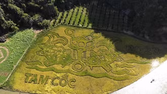 Ngắm tranh "cá chép trông trăng" hiện lên giữa ruộng lúa vàng óng ả ở Ninh Bình