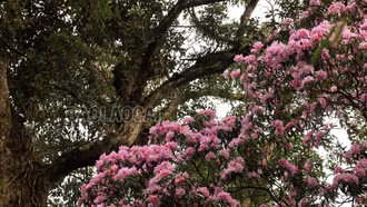 Hành trình chinh phục đỉnh Sinh Tcha Pao