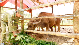 Minh Lương phát triển mô hình chăn nuôi gia súc theo hình thức nuôi nhốt