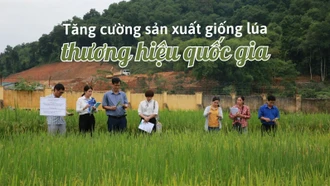 Tăng cường sản xuất giống lúa thương hiệu quốc gia