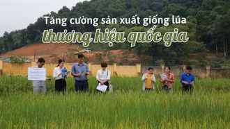 Tăng cường sản xuất giống lúa thương hiệu quốc gia
