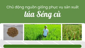 Chủ động nguồn giống phục vụ sản xuất lúa Séng cù