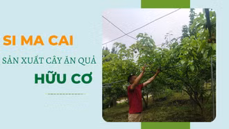 Si Ma Cai sản xuất cây ăn quả hữu cơ