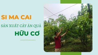 Si Ma Cai sản xuất cây ăn quả hữu cơ