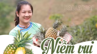 Niềm vui mùa dứa chín