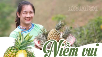 Niềm vui mùa dứa chín