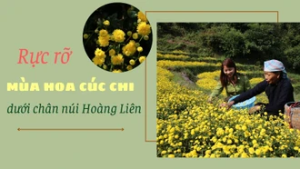 Rực rỡ mùa hoa cúc chi dưới chân núi Hoàng Liên