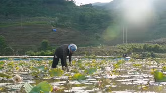 Mùa sen nở giữa trập trùng núi đá Mường Khương