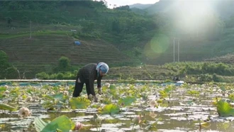 Mùa sen nở giữa trập trùng núi đá Mường Khương