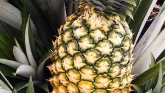 Dự báo sinh vật hại cây trồng trong vụ mùa