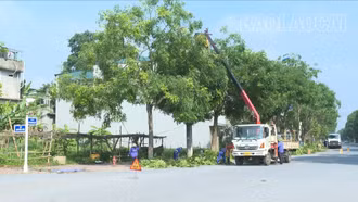 Chủ động cắt tỉa cây xanh, đảm bảo an toàn mùa mưa bão