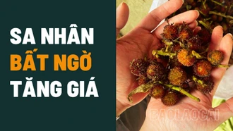 Sa nhân bất ngờ tăng giá