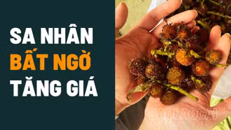 Sa nhân bất ngờ tăng giá