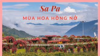 Sa Pa mùa hoa hồng nở