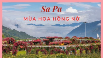 Sa Pa mùa hoa hồng nở