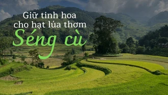 Giữ tinh hoa cho hạt lúa thơm Séng cù