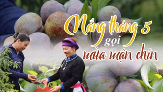 Nắng tháng 5 gọi mùa mận chín