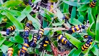 Cảnh giác ngộ độc do độc tố tự nhiên