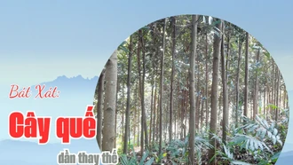 Bát Xát: Cây quế dần thay thế cây sa nhân