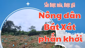 Sắn được mùa, được giá: Nông dân Bát Xát phấn khởi