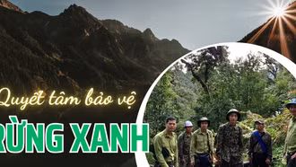 Quyết tâm bảo vệ rừng xanh