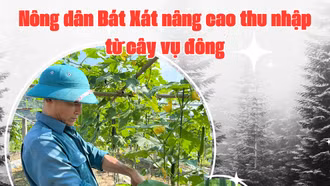Nông dân Bát Xát nâng cao thu nhập từ cây vụ đông
