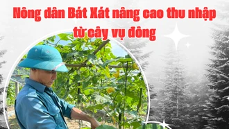 Nông dân Bát Xát nâng cao thu nhập từ cây vụ đông