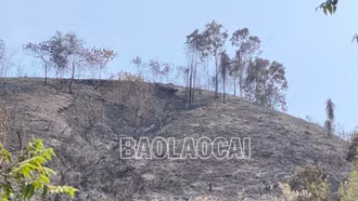 Kịp thời dập tắt đám cháy rừng trồng tại xã Xuân Giao