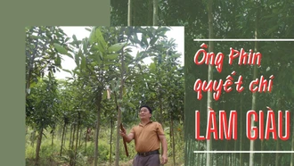 Ông Phin quyết chí làm giàu