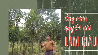 Ông Phin quyết chí làm giàu