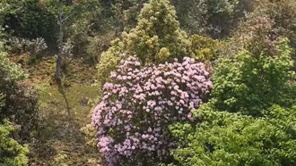 Rực rỡ sắc hoa trên đỉnh Ky Quan San