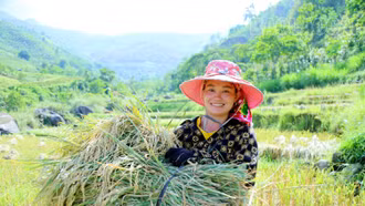 Nông dân vùng "rốn lũ" Tùng Chỉn phấn khởi được mùa lúa Séng cù