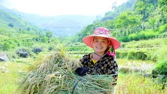 Nông dân vùng "rốn lũ" Tùng Chỉn phấn khởi được mùa lúa Séng cù