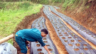  Xã Mường Hum trồng mới 3 ha cây cỏ ngọt