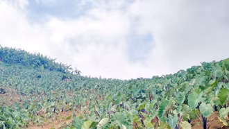 Nhân dân xã Cốc Mỳ trồng 40 ha cây khoai môn