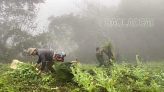 Công an xã Bản Xèo triệt phá hơn 500 cây thuốc phiện trồng giữa rừng sâu 